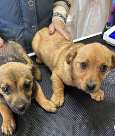 Donka, 4 Monate, ein kleines Gute-Laune-Paket sucht ein Zuhause