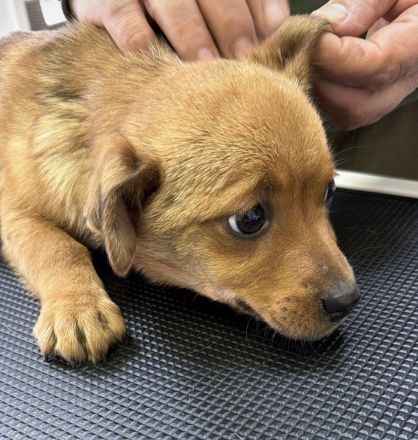 Donka, 4 Monate, ein kleines Gute-Laune-Paket sucht ein Zuhause