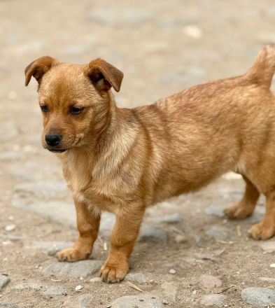 Donka, 4 Monate, ein kleines Gute-Laune-Paket sucht ein Zuhause