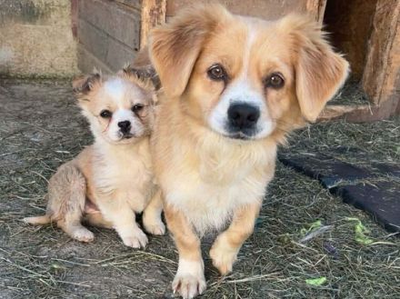 Zauberhafte kleine Gucci sucht Zuhause