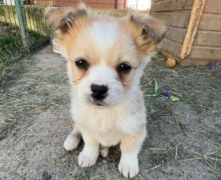 Zauberhafte kleine Gucci sucht Zuhause