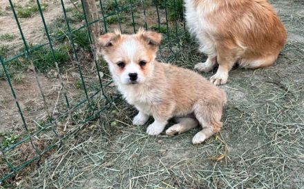 Zauberhafte kleine Gucci sucht Zuhause