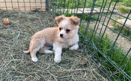 Zauberhafte kleine Gucci sucht Zuhause