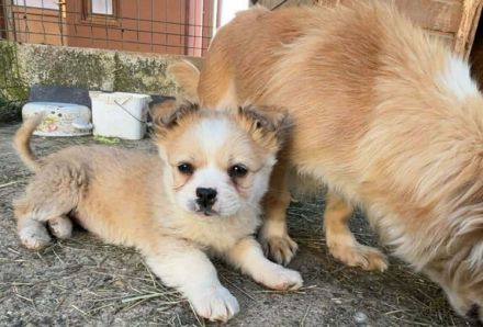 Zauberhafte kleine Gucci sucht Zuhause