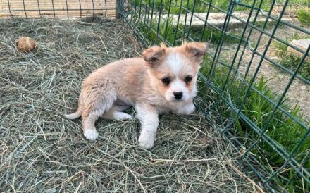 Zauberhafte kleine Gucci sucht Zuhause