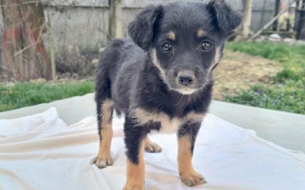 Kleine Lorea möchte ihr Köfferchen packen