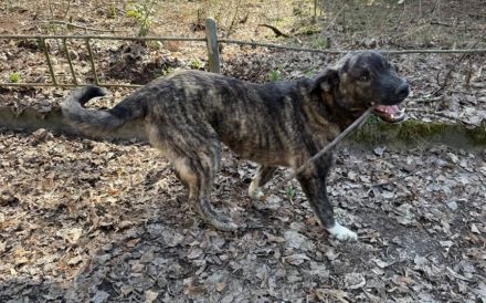 Gestromte Schönheit George sucht Zuhause