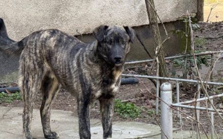 Gestromte Schönheit George sucht Zuhause