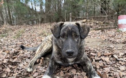 Gestromte Schönheit George sucht Zuhause