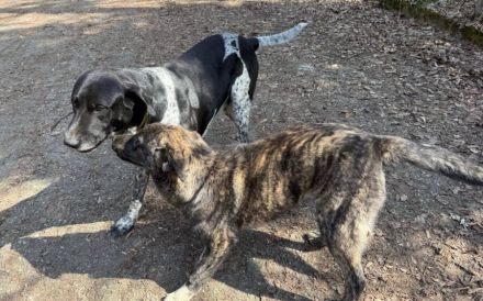 Gestromte Schönheit George sucht Zuhause