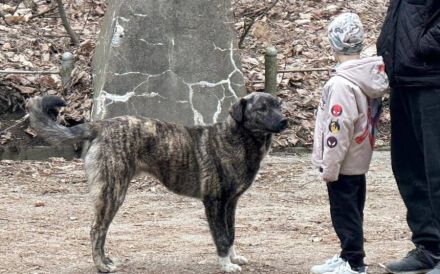 Gestromte Schönheit George sucht Zuhause