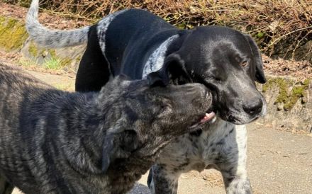 Gestromte Schönheit George sucht Zuhause