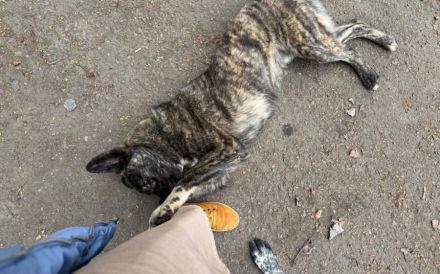 Gestromte Schönheit George sucht Zuhause