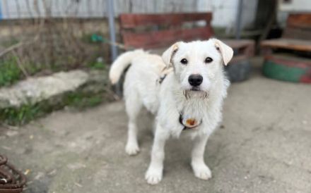 Herzensbrecher Struppi sucht dich!