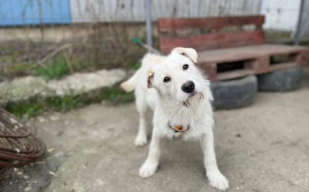 Herzensbrecher Struppi sucht dich!