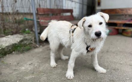 Herzensbrecher Struppi sucht dich!