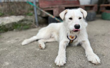 Herzensbrecher Struppi sucht dich!