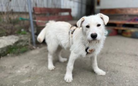 Herzensbrecher Struppi sucht dich!