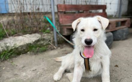 Herzensbrecher Struppi sucht dich!