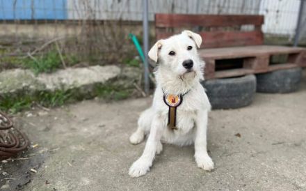 Herzensbrecher Struppi sucht dich!