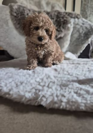 Wunderschöne Maltipoo Welpen in apricot absofort abzugeben