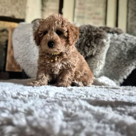 Wunderschöne Maltipoo Welpen in apricot absofort abzugeben