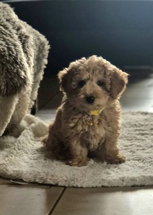 Wunderschöne Maltipoo Welpen in apricot absofort abzugeben