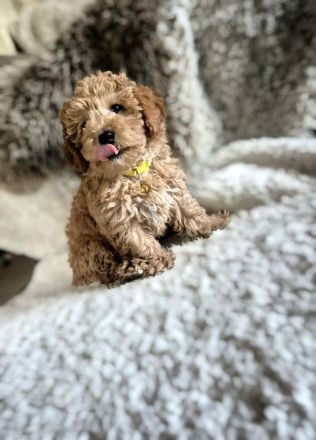 Wunderschöne Maltipoo Welpen in apricot absofort abzugeben