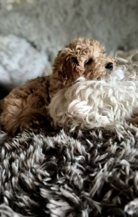Wunderschöne Maltipoo Welpen in apricot absofort abzugeben
