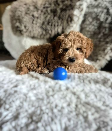 Wunderschöne Maltipoo Welpen in apricot absofort abzugeben