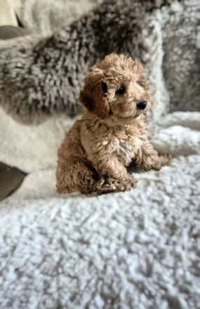 Wunderschöne Maltipoo Welpen in apricot absofort abzugeben