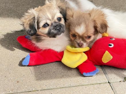 Chihuahua mix welpen