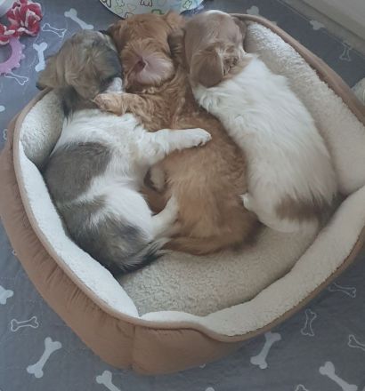 Chihuahua mix welpen