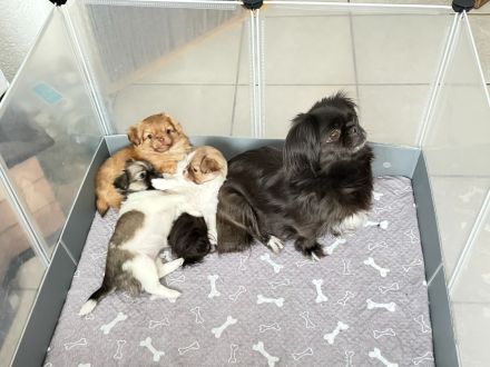 Chihuahua mix welpen