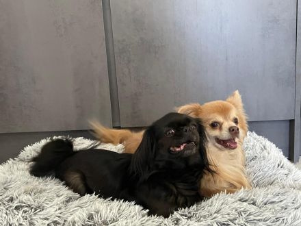 Chihuahua mix welpen