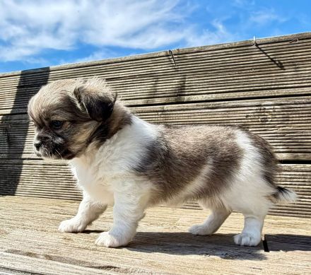 Chihuahua pekinese Welpen nur noch 2 frei
