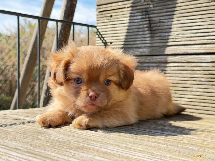Chihuahua pekinese Welpen nur noch 2 frei