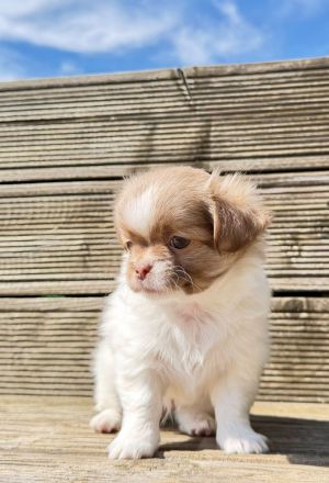 Chihuahua pekinese Welpen nur noch 2 frei