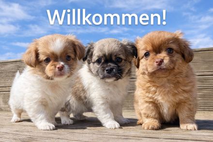 Chihuahua pekinese Welpen nur noch 2 frei