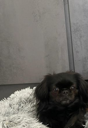 Chihuahua pekinese Welpen nur noch 2 frei