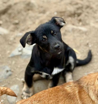 Leela und Eloise, 2 kleine Schwestern auf der Suche nach dem Glück