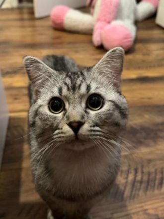 Europäisch Kurzhaar Kater