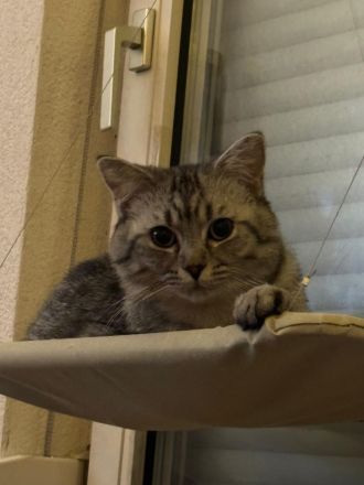 Europäisch Kurzhaar Kater