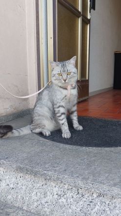 Europäisch Kurzhaar Kater