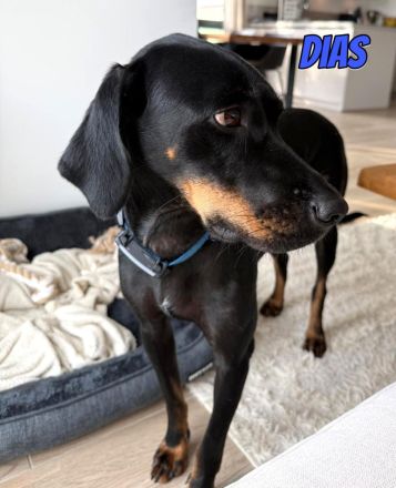 Dias, 03/25 - aktiver Junghund sucht Familie