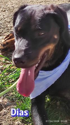 Dias, 03/25 - aktiver Junghund sucht Familie