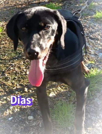 Dias, 03/25 - aktiver Junghund sucht Familie