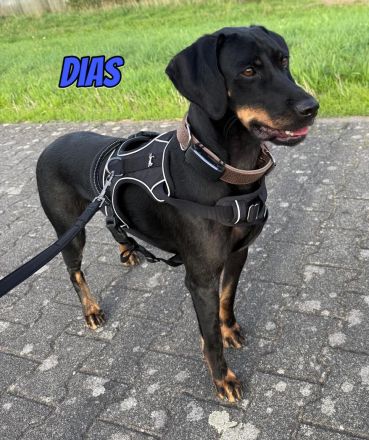 Dias, 03/25 - aktiver Junghund sucht Familie