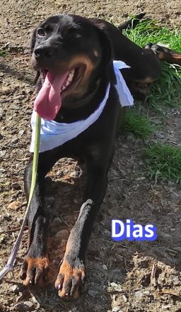 Dias, 03/25 - aktiver Junghund sucht Familie