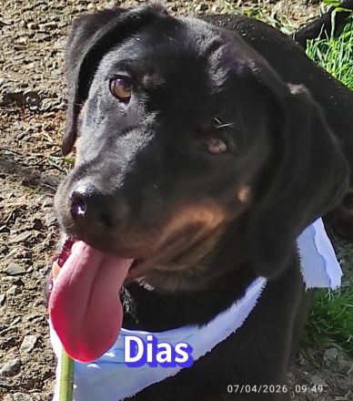 Dias, 03/25 - aktiver Junghund sucht Familie